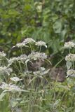 Hoary Mountainmint, Pycnanthemum incanum