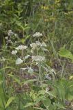 Hoary Mountainmint, Pycnanthemum incanum