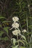 Hoary Mountainmint, Pycnanthemum incanum