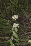 Hoary Mountainmint, Pycnanthemum incanum