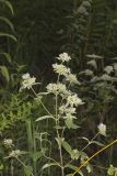 Hoary Mountainmint, Pycnanthemum incanum