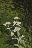 Hoary Mountainmint, Pycnanthemum incanum