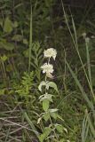 Hoary Mountainmint, Pycnanthemum incanum