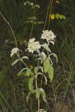 Hoary Mountainmint, Pycnanthemum incanum