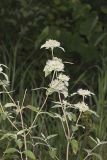 Hoary Mountainmint, Pycnanthemum incanum