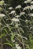 Hoary Mountainmint, Pycnanthemum incanum