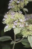 Hoary Mountainmint, Pycnanthemum incanum