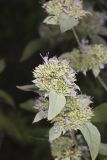 Hoary Mountainmint, Pycnanthemum incanum