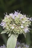 Hoary Mountainmint, Pycnanthemum incanum