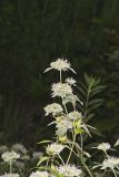 Hoary Mountainmint, Pycnanthemum incanum