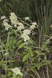 Hoary Mountainmint, Pycnanthemum incanum
