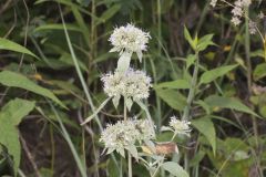 Hoary Mountainmint, Pycnanthemum incanum