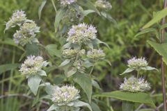 Hoary Mountainmint, Pycnanthemum incanum