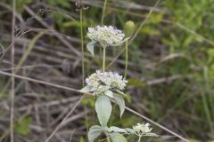 Hoary Mountainmint, Pycnanthemum incanum