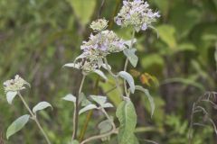 Hoary Mountainmint, Pycnanthemum incanum