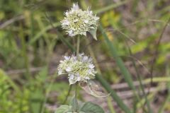 Hoary Mountainmint, Pycnanthemum incanum