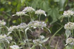 Hoary Mountainmint, Pycnanthemum incanum