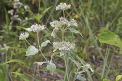 Hoary Mountainmint, Pycnanthemum incanum