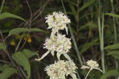 Hoary Mountainmint, Pycnanthemum incanum