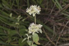Hoary Mountainmint, Pycnanthemum incanum