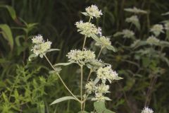 Hoary Mountainmint, Pycnanthemum incanum