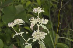 Hoary Mountainmint, Pycnanthemum incanum
