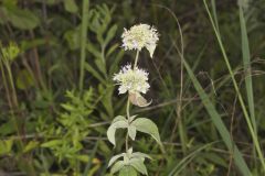 Hoary Mountainmint, Pycnanthemum incanum