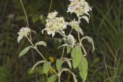 Hoary Mountainmint, Pycnanthemum incanum