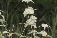 Hoary Mountainmint, Pycnanthemum incanum