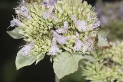 Hoary Mountainmint, Pycnanthemum incanum