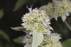 Hoary Mountainmint, Pycnanthemum incanum