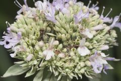 Hoary Mountainmint, Pycnanthemum incanum