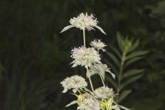 Hoary Mountainmint, Pycnanthemum incanum