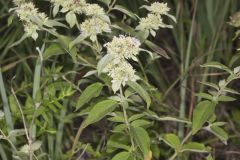 Hoary Mountainmint, Pycnanthemum incanum