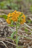 Hoary Puccoon, Lithospermum canascens