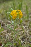 Hoary Puccoon, Lithospermum canascens