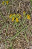 Hoary Puccoon, Lithospermum canascens