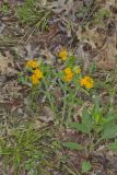 Hoary Puccoon, Lithospermum canascens