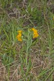 Hoary Puccoon, Lithospermum canascens