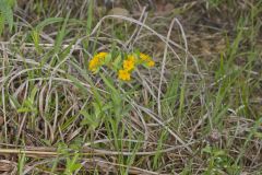 Hoary Puccoon, Lithospermum canascens