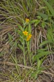 Hoary Puccoon, Lithospermum canascens