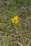 Hoary Puccoon, Lithospermum canascens