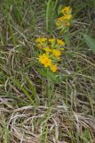 Hoary Puccoon, Lithospermum canascens