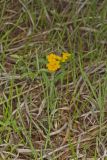 Hoary Puccoon, Lithospermum canascens