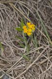 Hoary Puccoon, Lithospermum canascens