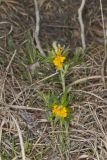 Hoary Puccoon, Lithospermum canascens