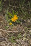 Hoary Puccoon, Lithospermum canascens