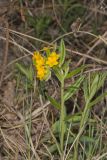 Hoary Puccoon, Lithospermum canascens