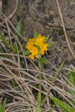 Hoary Puccoon, Lithospermum canascens