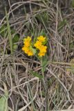 Hoary Puccoon, Lithospermum canascens